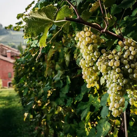Clementina - Prosecco Country Bed & Breakfast San Pietro Di Feletto